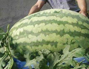 大兴吃瓜大赛,一场全民参与的夏日狂欢盛宴