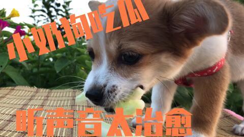 狗阳台吃瓜,共享夏日悠闲时光