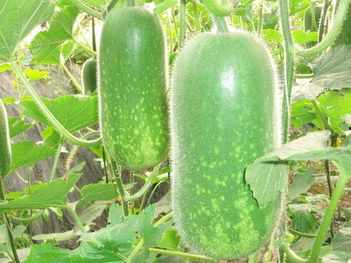 吃瓜固原,吃瓜固原,品味独特地域风味