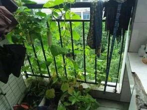 科技职业学院吃瓜,揭秘校园里的“吃瓜”风云