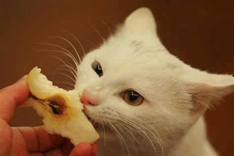 猫猫吃瓜吃到果肉,果肉盛宴中的欢乐时光