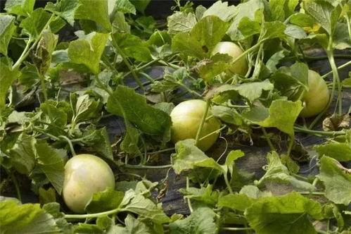 玉瓜的瓜可以吃吗,探究可食用瓜果的奥秘