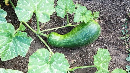 瓠瓜图片怎么吃