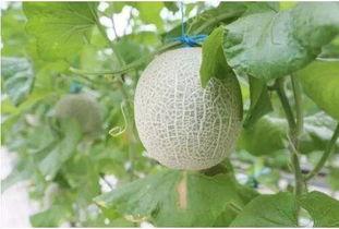 吃蜜瓜嘴里破了,口腔破洞的甜蜜代价