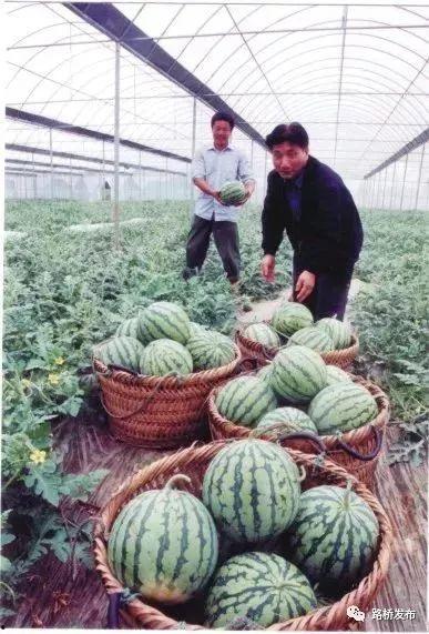 吃台州的瓜群众