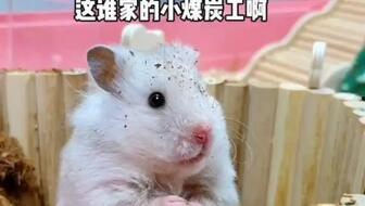 老鼠上街吃瓜,老鼠上街吃瓜背后的社会现象解析